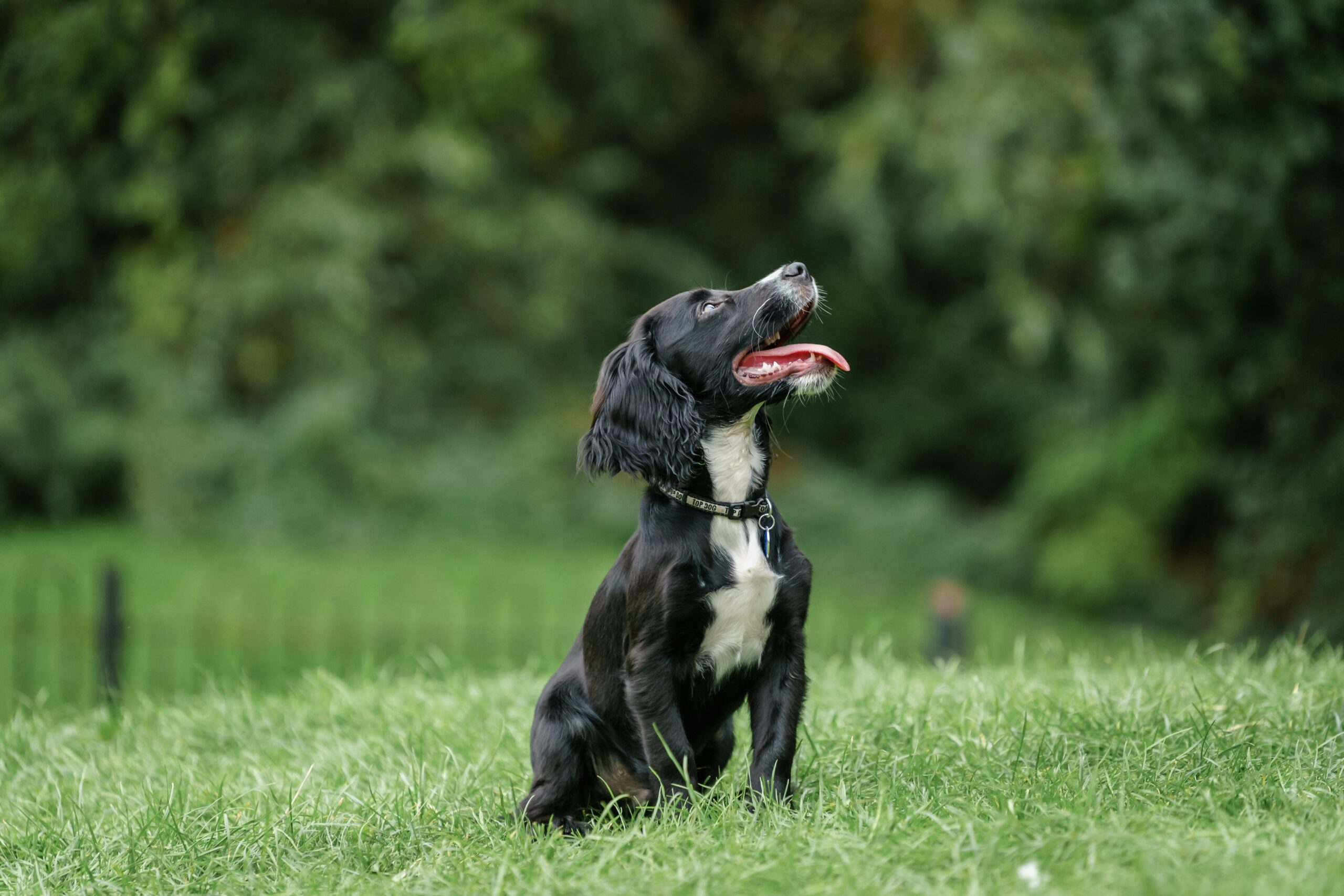 foto Perro de raza Springador