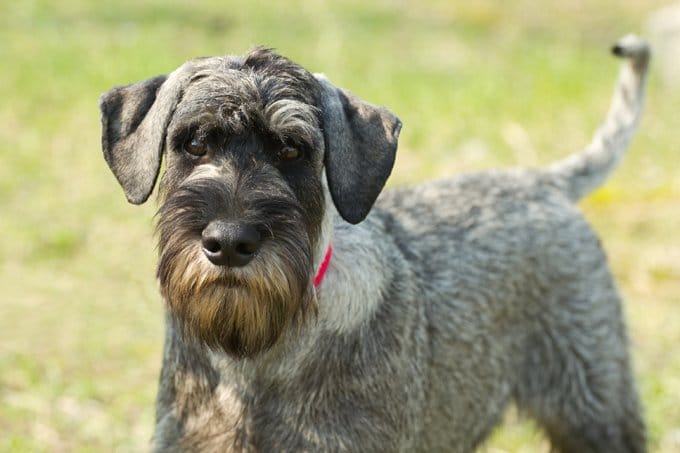 foto Perro Schnauzer Estándar