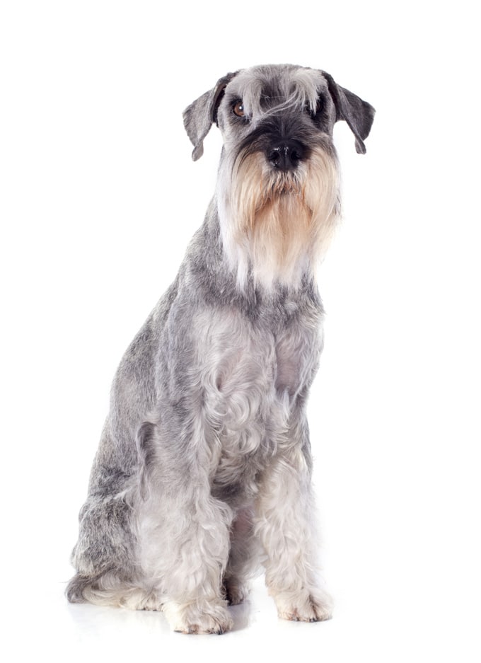 foto Perro Schnauzer Estándar