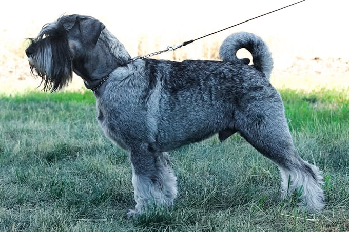 foto Perro Schnauzer Estándar