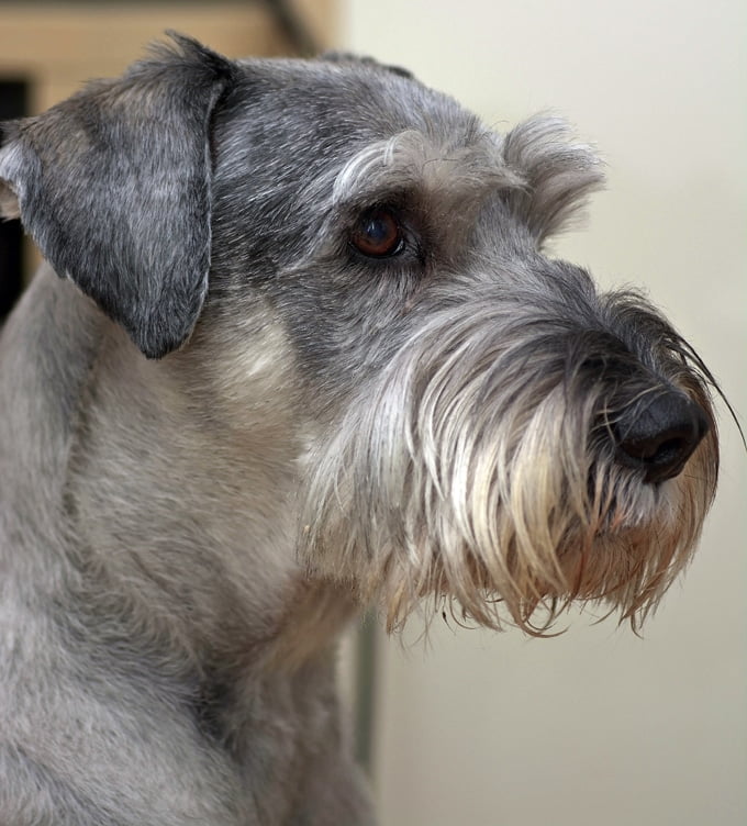 foto Perro Schnauzer Estándar