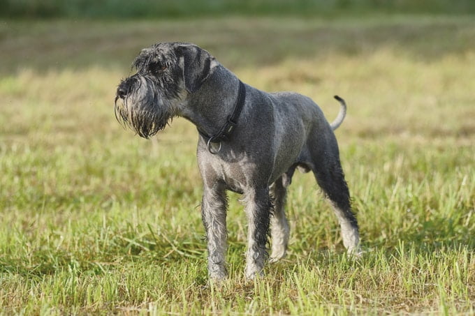 foto Perro Schnauzer Estándar