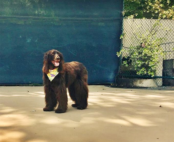 foto Perro Boykin Spaniel