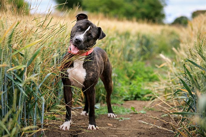 foto Perro Staffordshire Bull Terrier