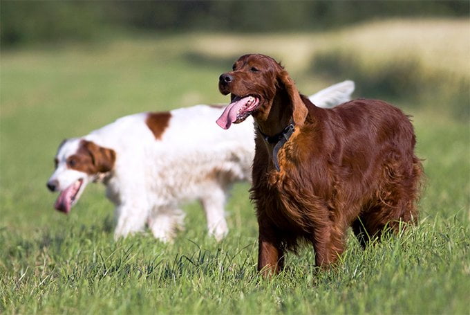 foto Perro Setter Irlandés Rojo y Blanco