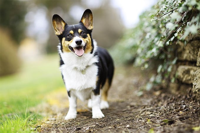 foto Perro Pembroke Welsh Corgi