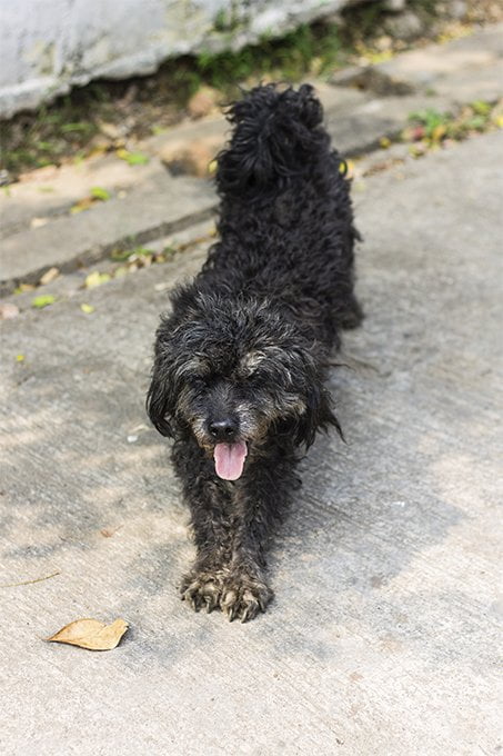 foto Perro híbrido de Schnoodle