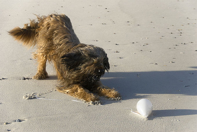 foto Perro de Briard