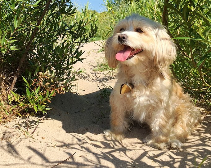 foto Perro Híbrido Maltipoo