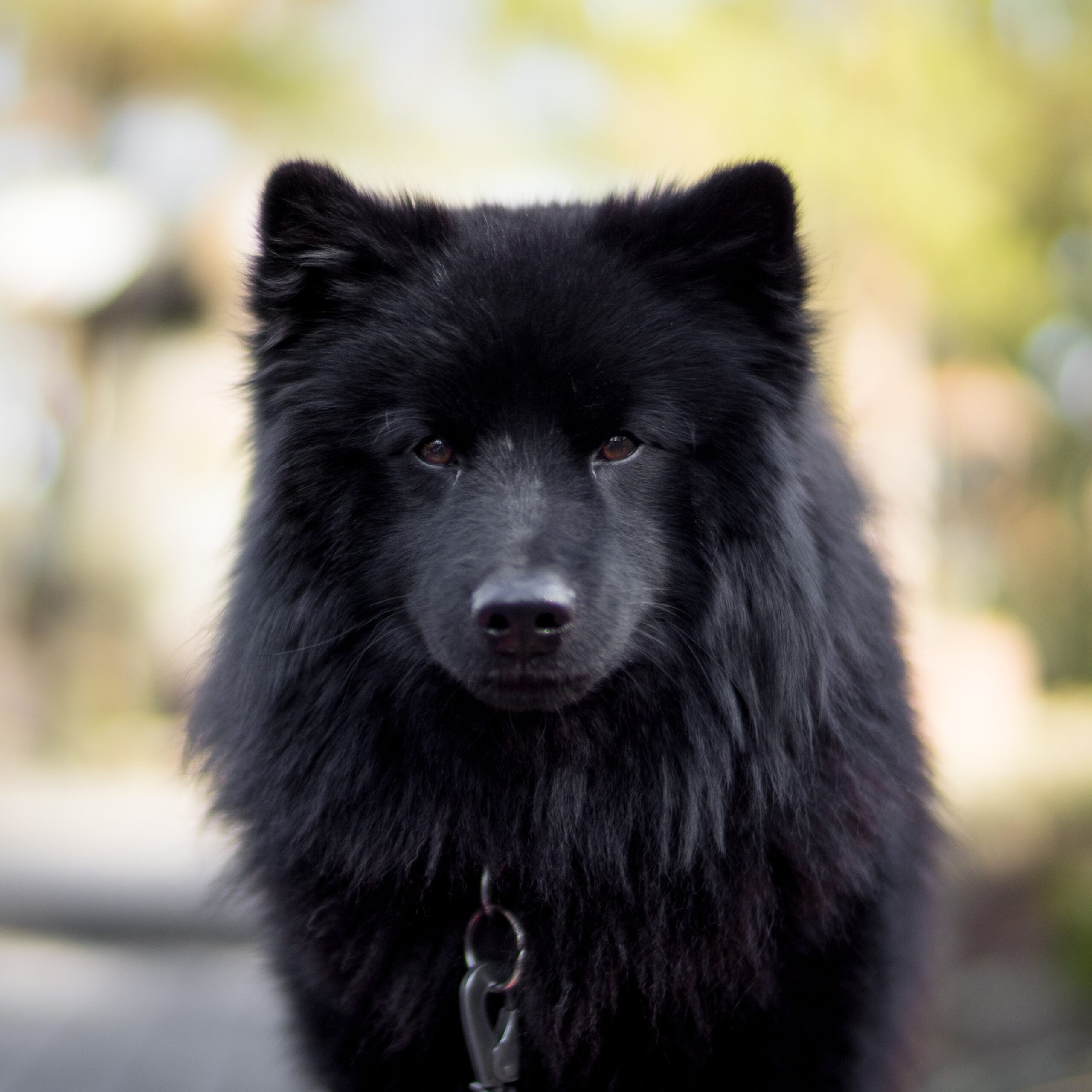 foto Perro Lappund Sueco