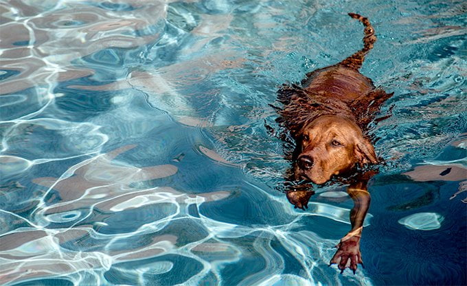 foto Perro Redbone Coonhound
