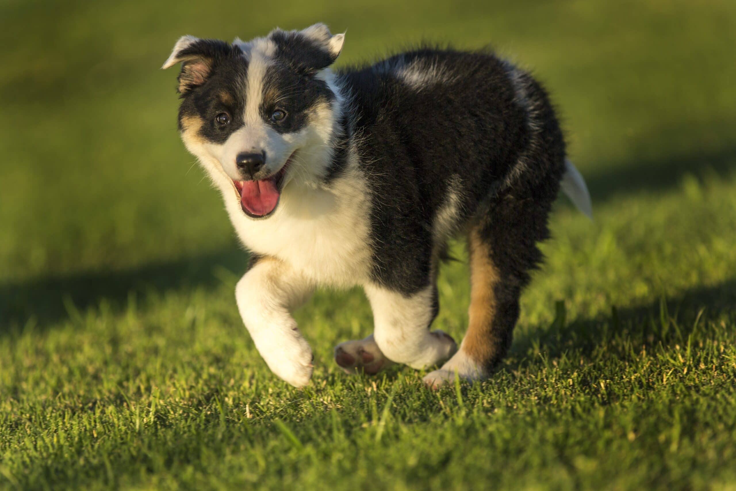 foto Perro mestizo de Texas Heeler