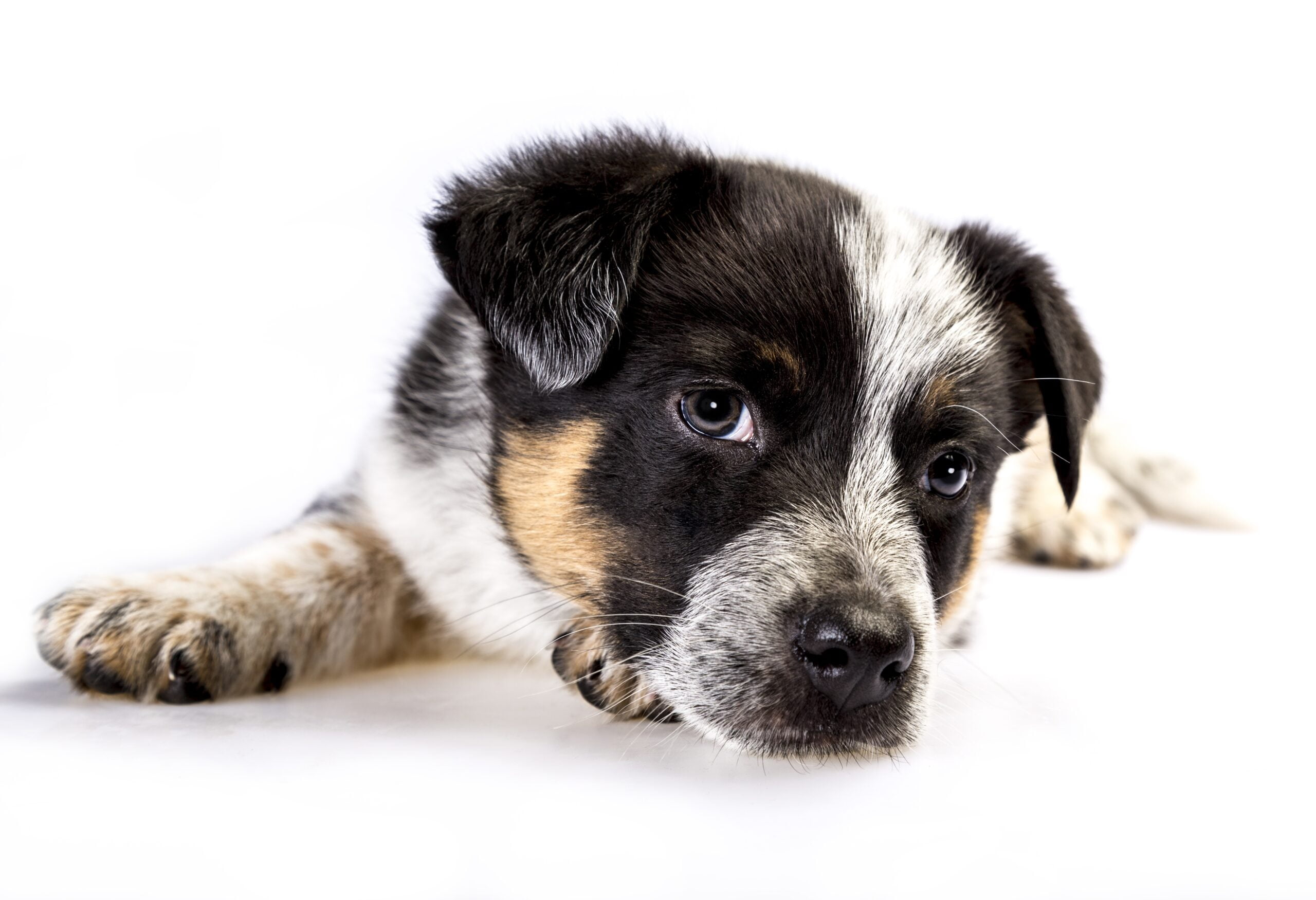 foto Perro mestizo de Texas Heeler