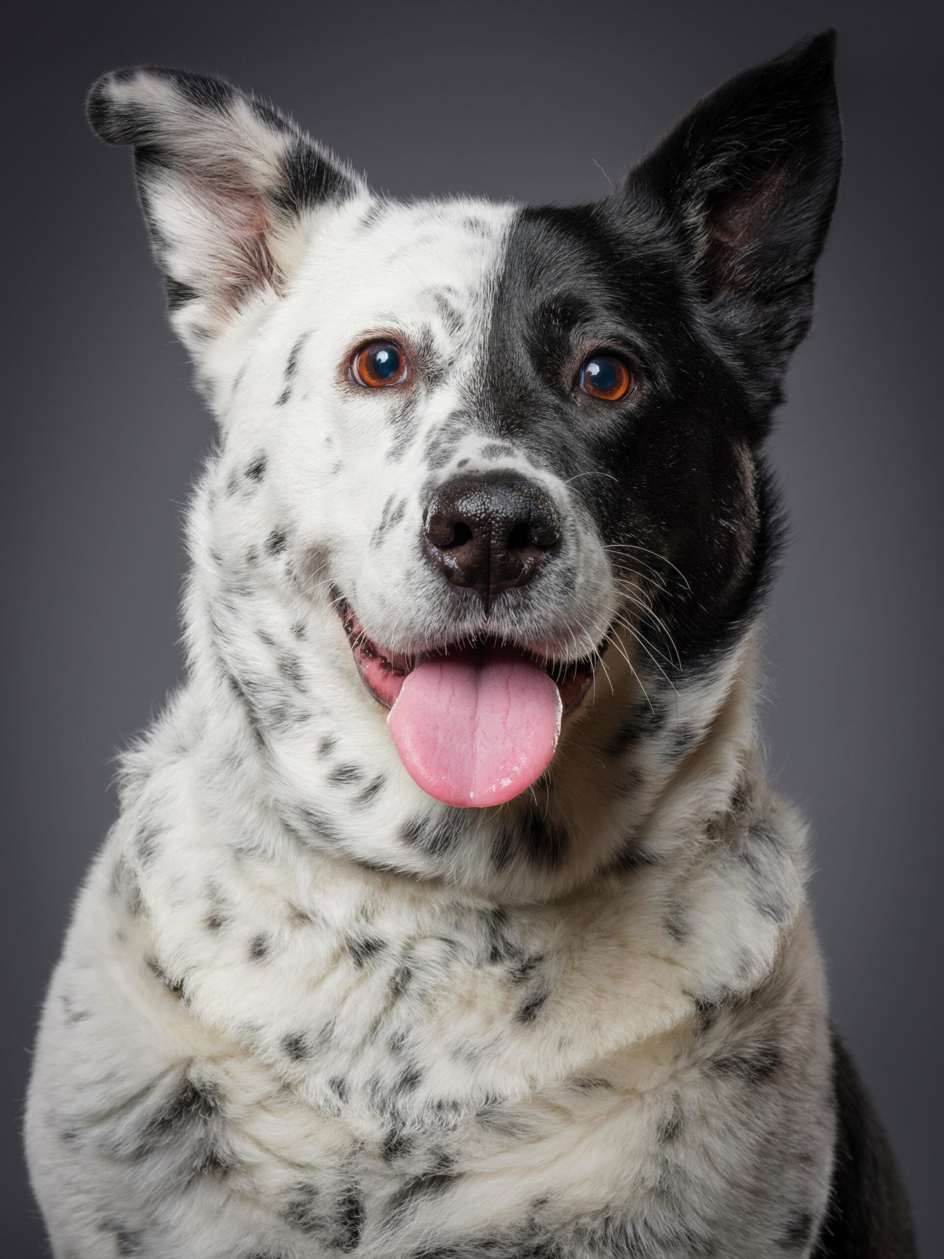 foto Perro mestizo de Texas Heeler