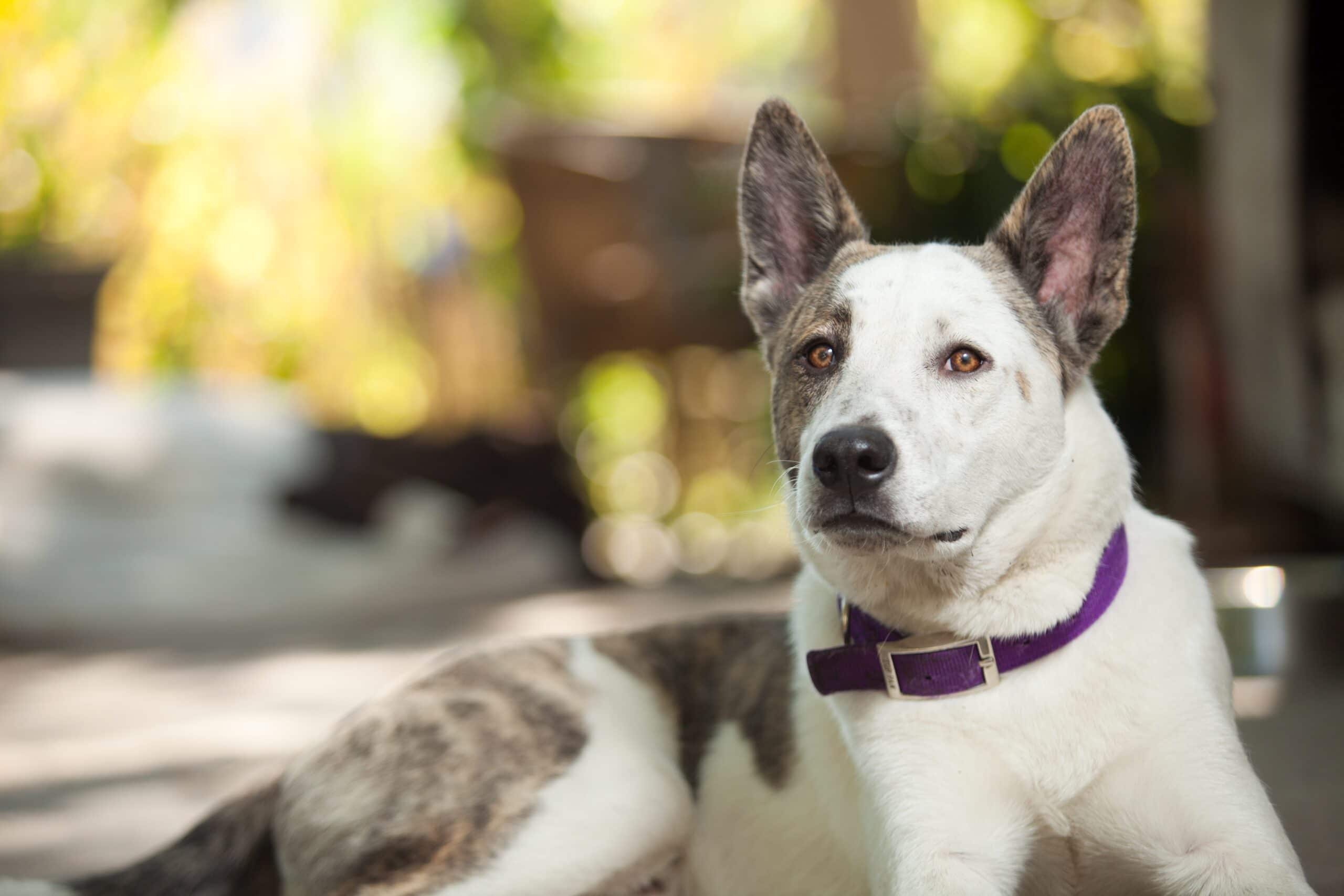 foto Perro mestizo de Texas Heeler