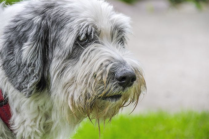 foto Perro pastor polaco de llanura