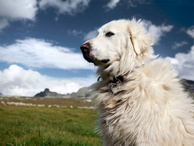foto Gran Perro de los Pirineos
