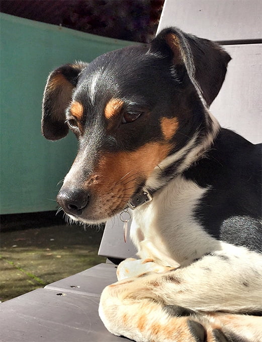 foto Perro Rat Terrier