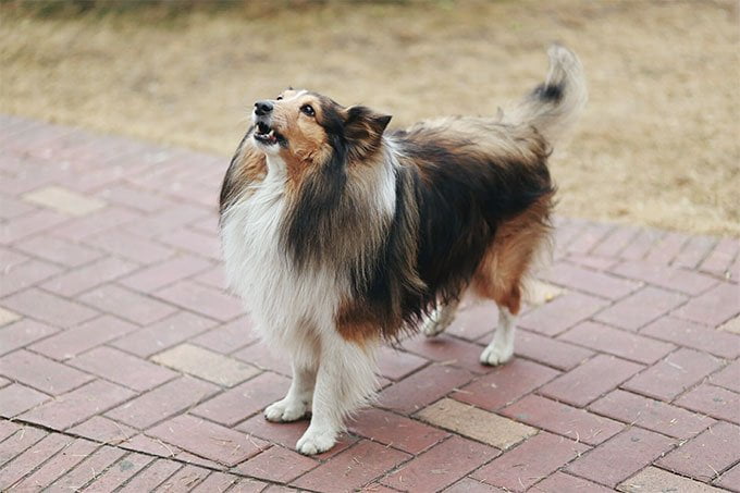 foto Perro Pastor de Shetland