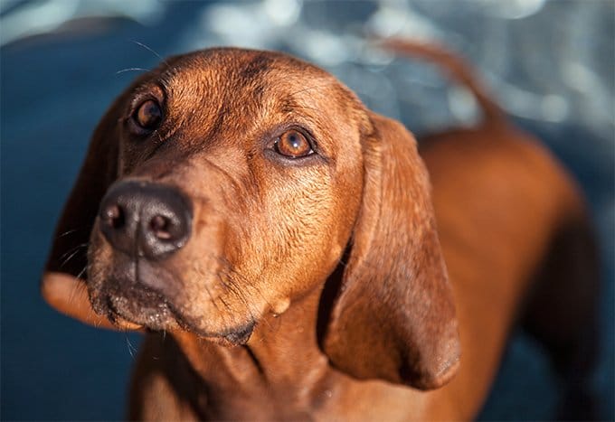 foto Perro Redbone Coonhound