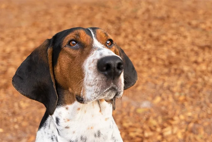 foto Perro de raza Walker Coonhound