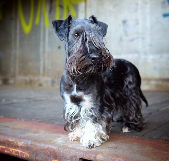 foto Perro de raza Cesky Terrier