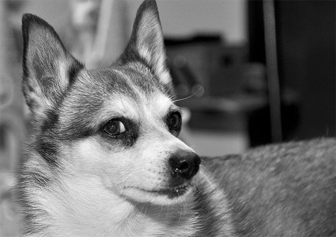 foto Perro de raza Lundehund noruego