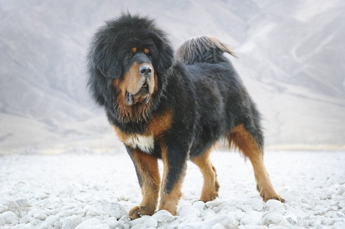 foto Perro Mastín Tibetano