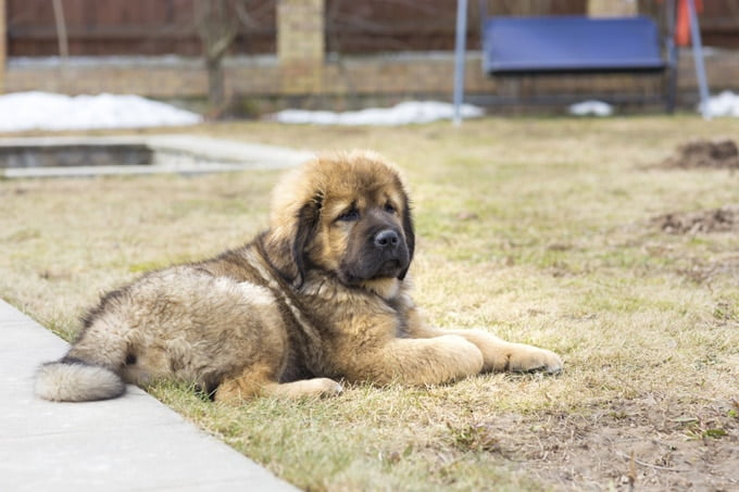foto Perro Mastín Tibetano