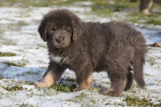 foto Perro Mastín Tibetano