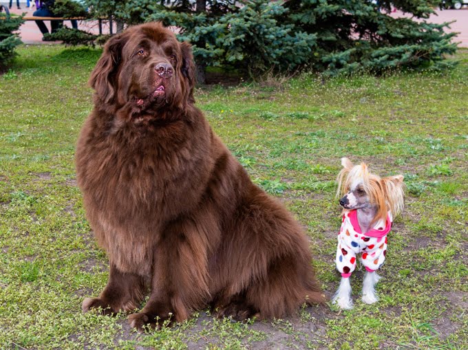 foto Perro Mastín Tibetano