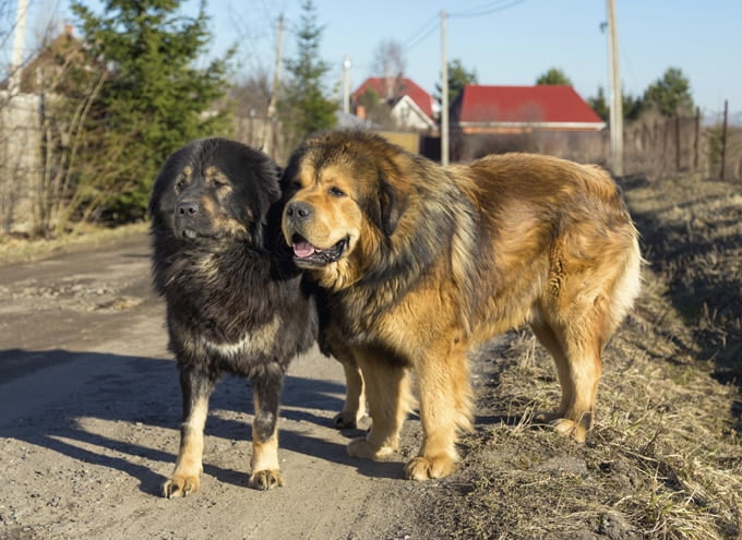foto Perro Mastín Tibetano