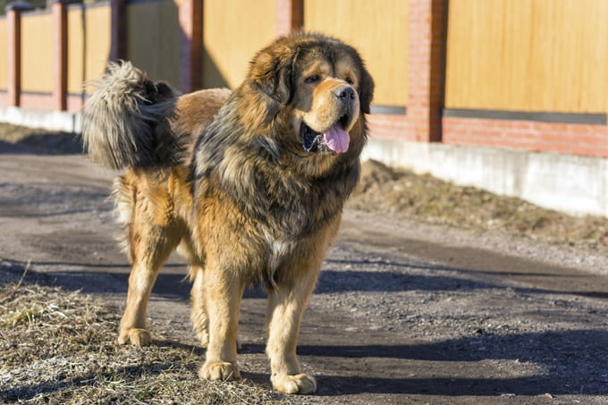 foto Perro Mastín Tibetano