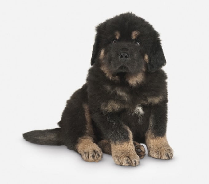 foto Perro Mastín Tibetano