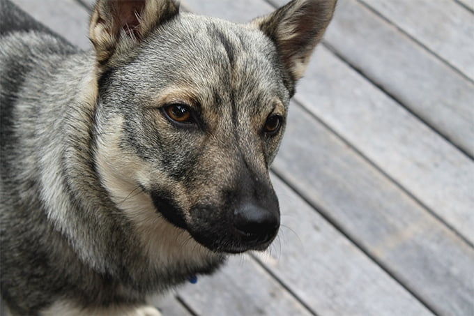 foto Perro Vallhund Sueco