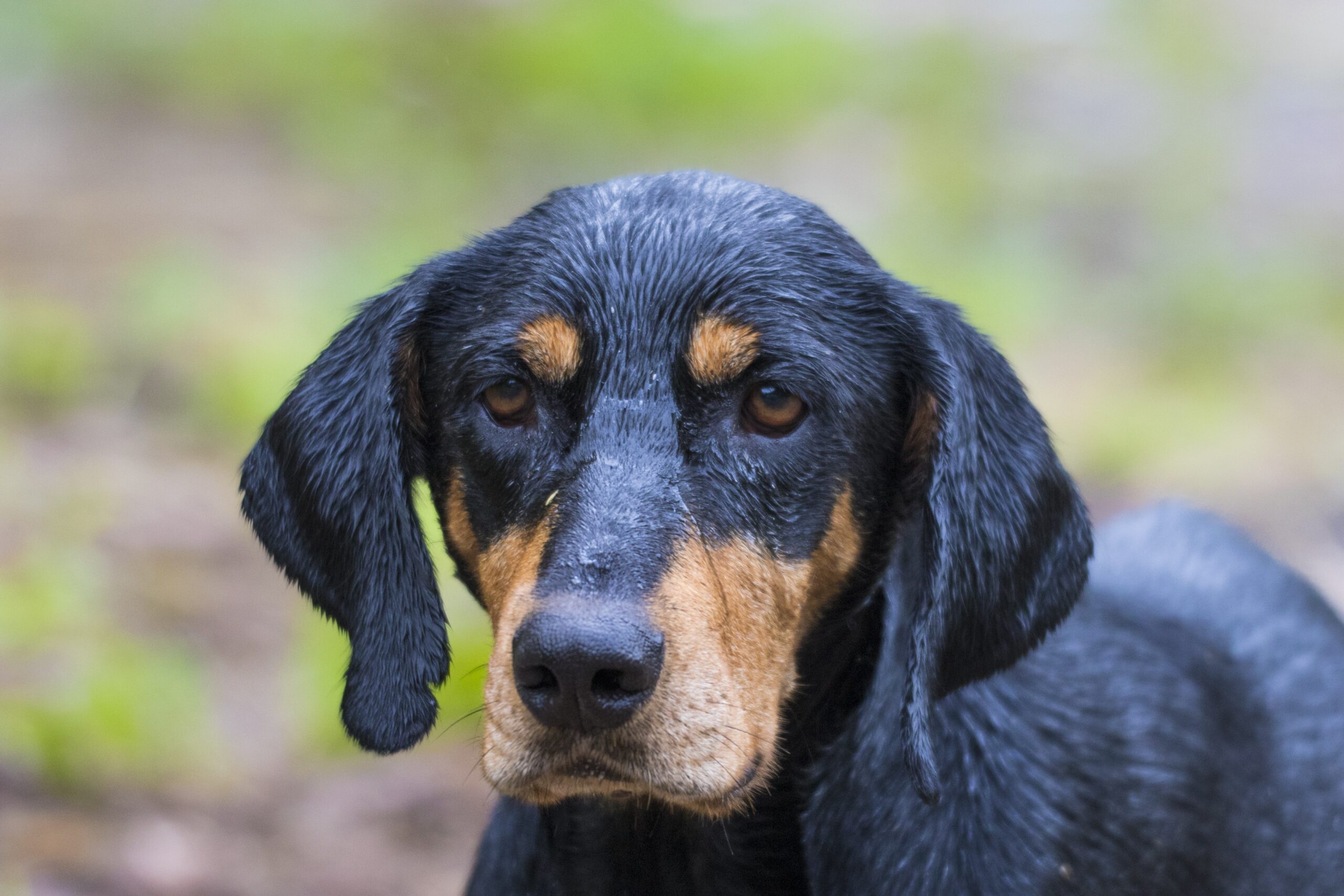 foto Perro sabueso de Transilvania