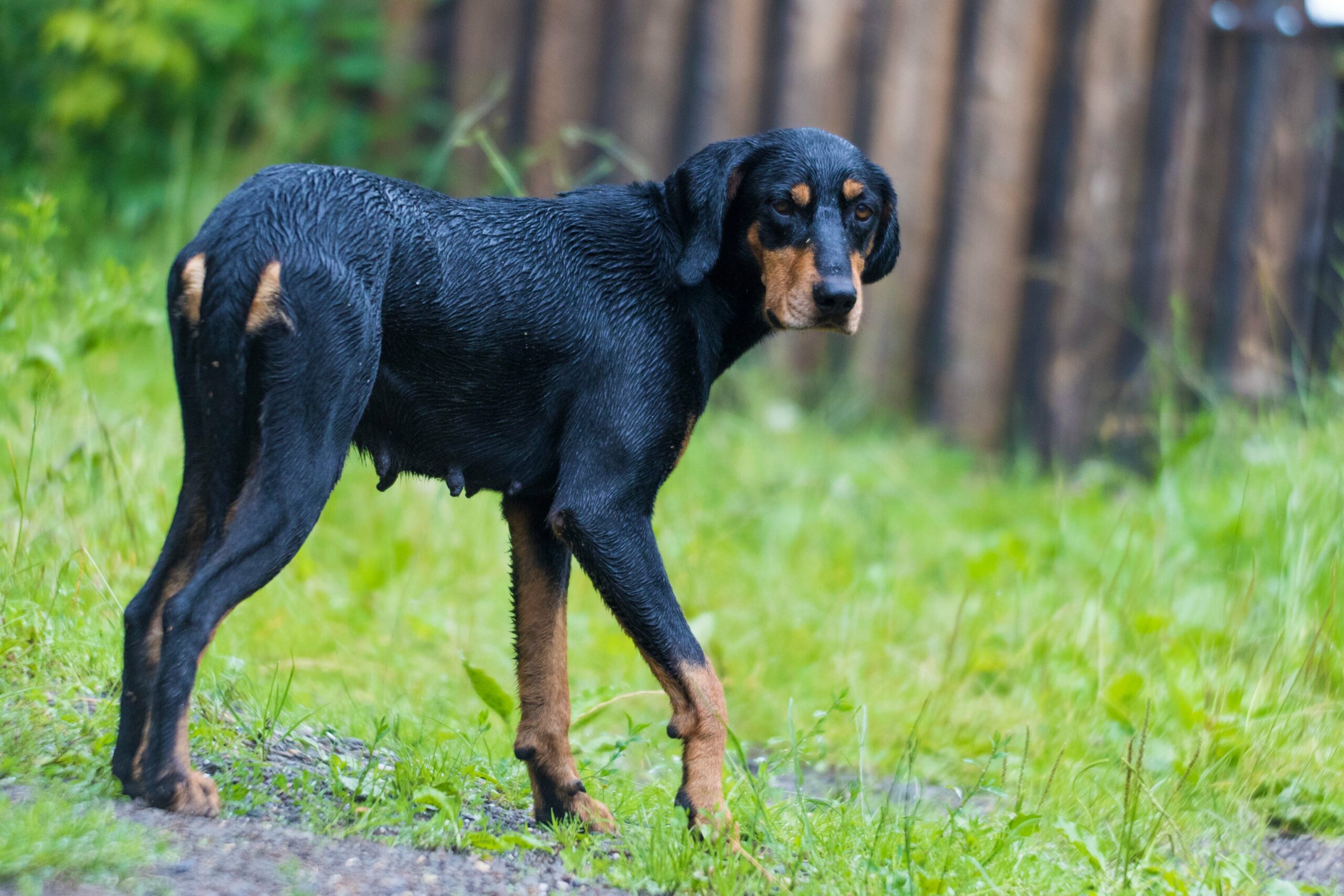 foto Perro sabueso de Transilvania