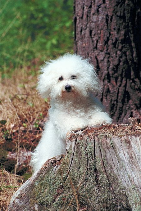 foto Perro Boloñés