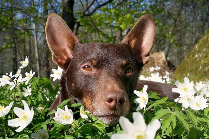 foto Perro Lancashire Heeler