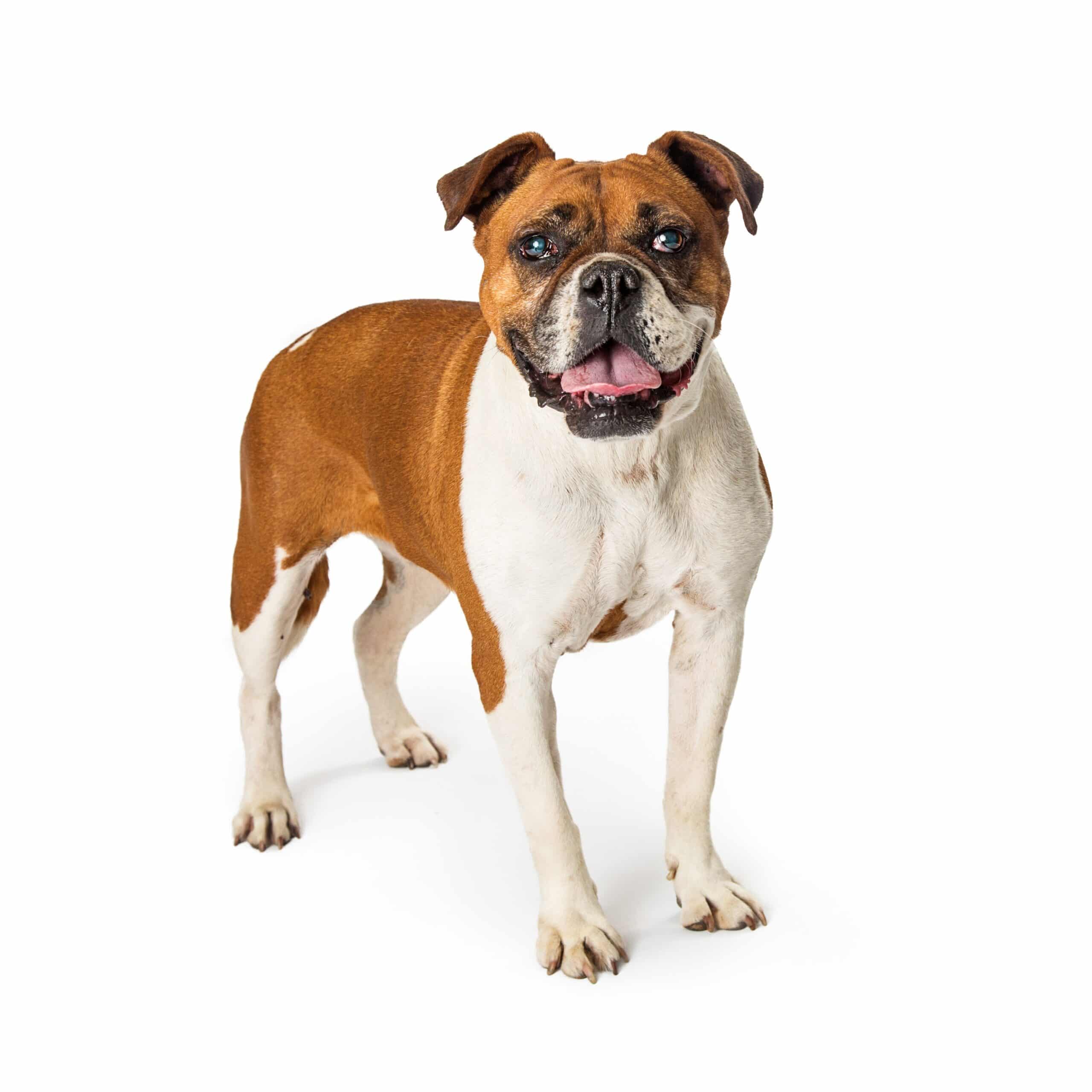 foto Bulldog del Valle Perro Mixto