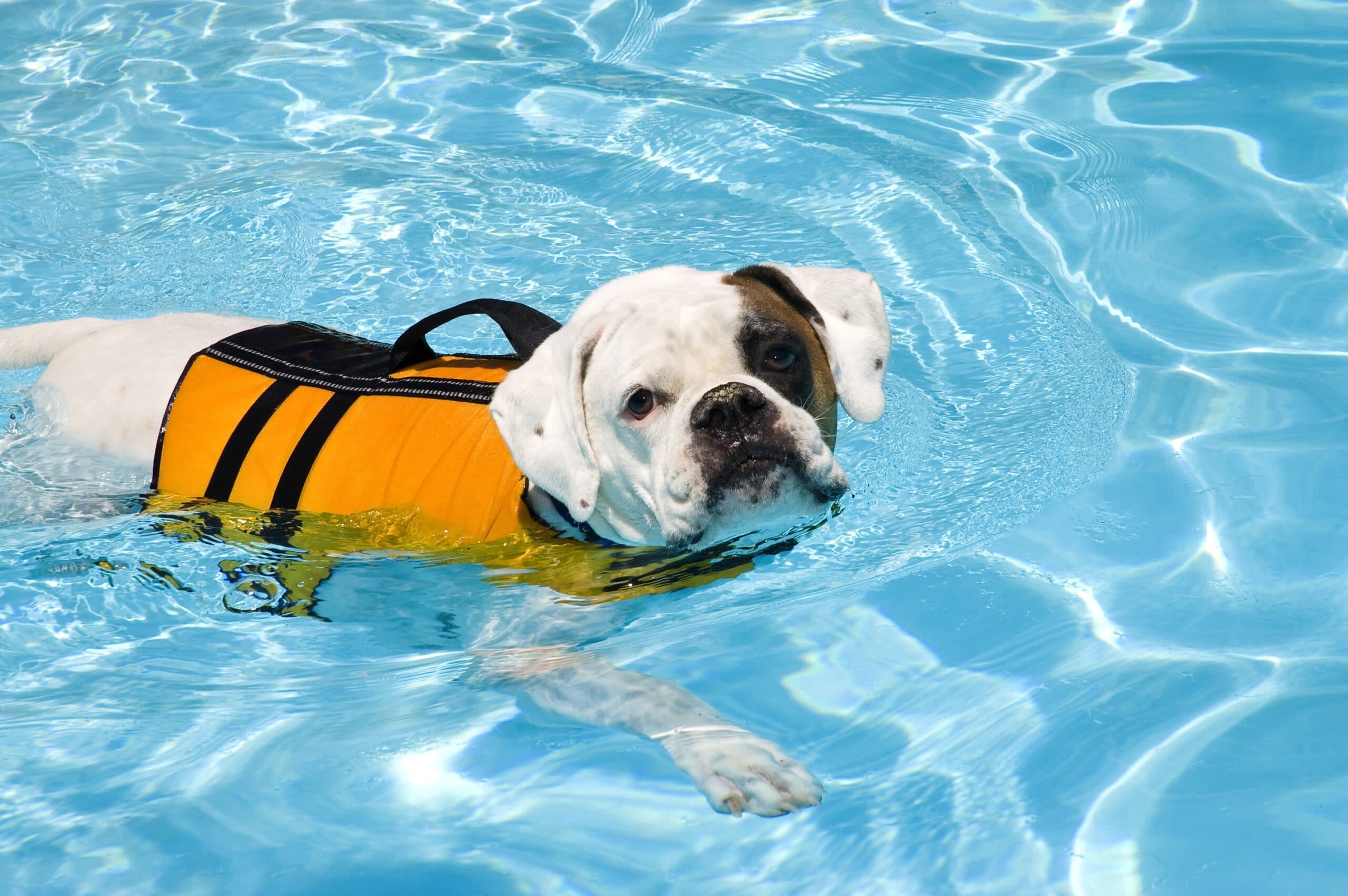 foto Bulldog del Valle Perro Mixto