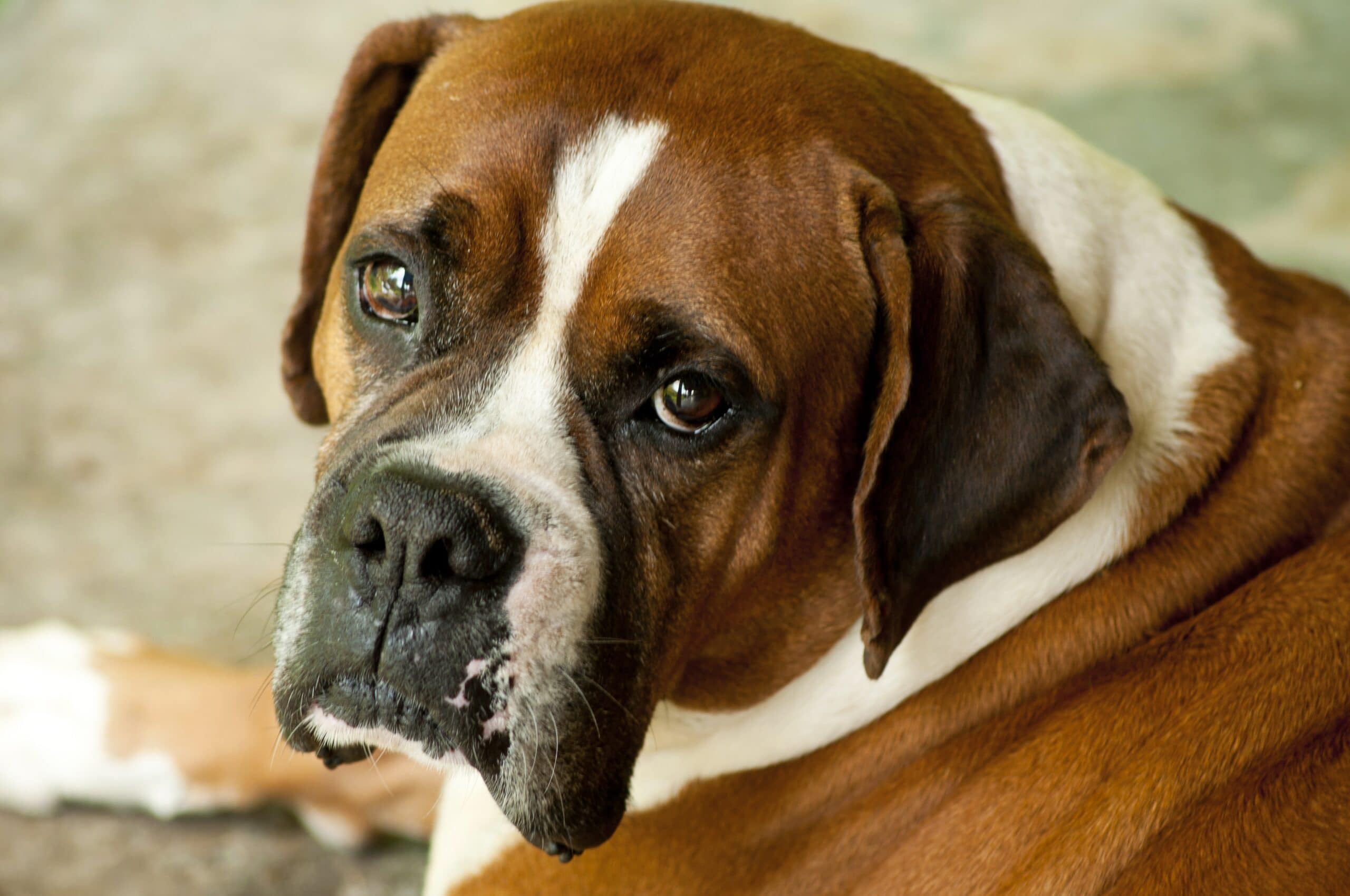 foto Bulldog del Valle Perro Mixto