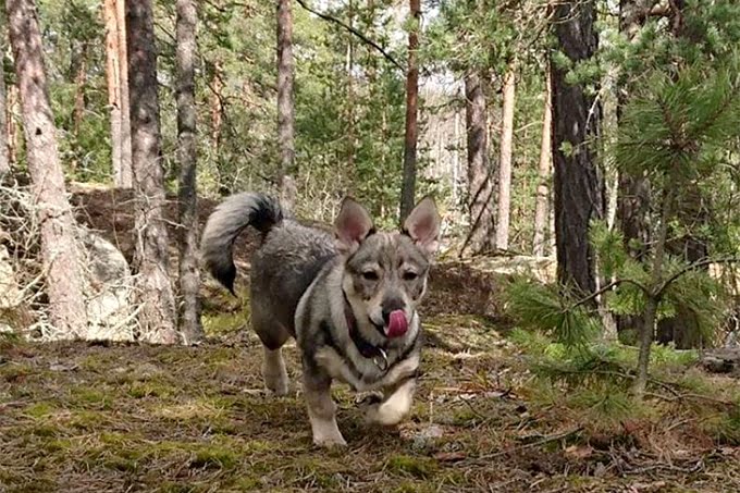 foto Perro Vallhund Sueco