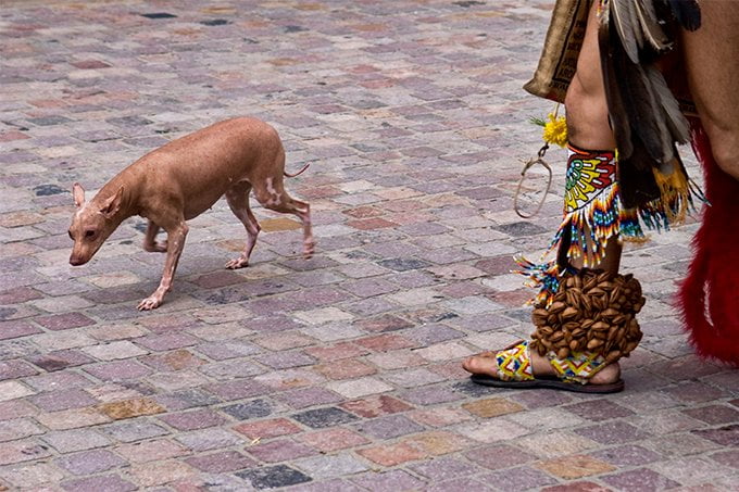 foto Perro Xoloitzcuintli