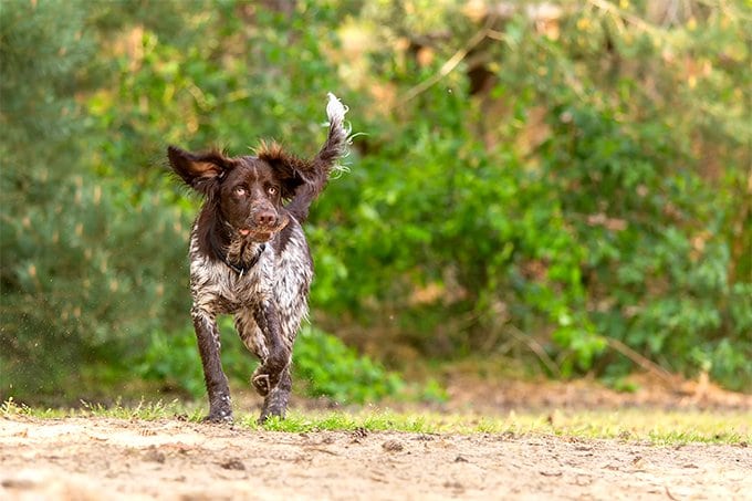 foto Perro Munsterlander Pointer Pequeño