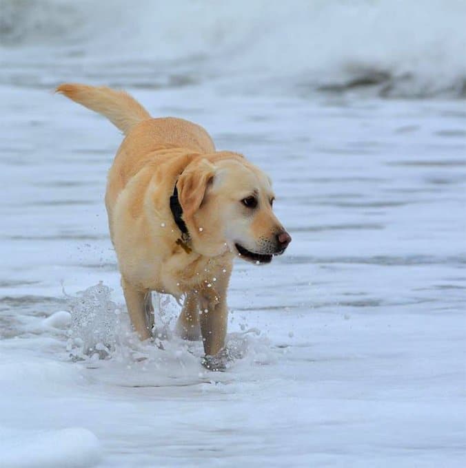 foto Perro mestizo de Goldador