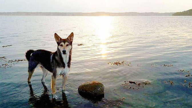 foto Perro Canaan