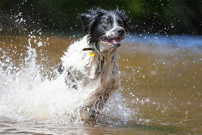 foto Perro Stabyhoun