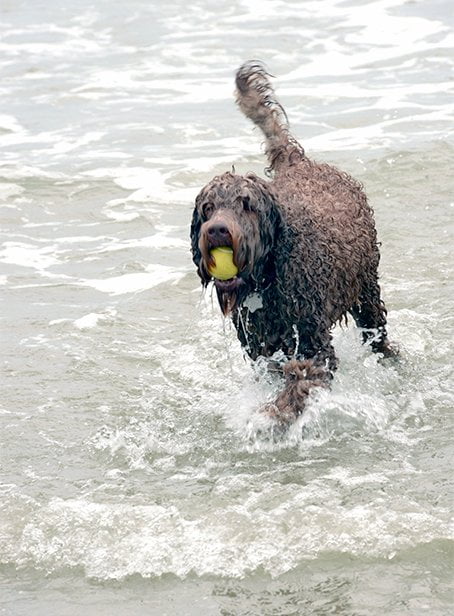 foto Perro Goldendoodle