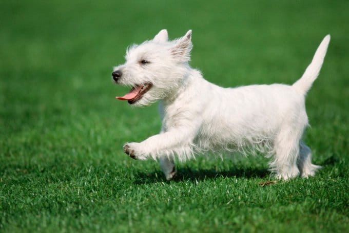 foto Perro West Highland White Terrier